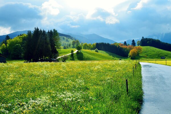 Sonniger Tag im Feld zwischen Bäumen und Blumen