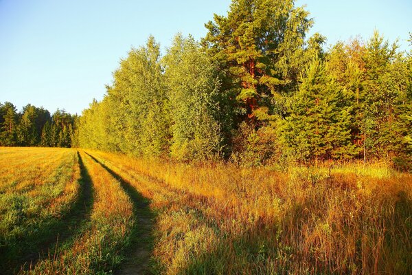 Route à travers le champ dans la forêt