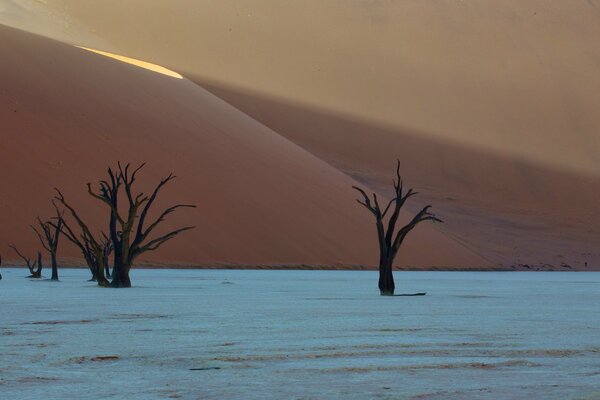 Red sand and trees in the desert