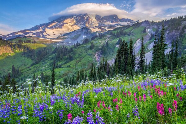 A field of flowers in front of the mountains