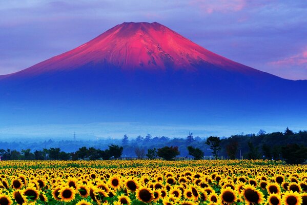 Sonnenblumenfeld am Fuße des Berges Fujiyama