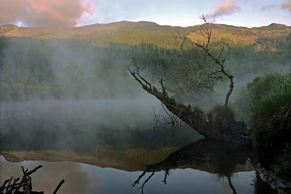 Forest over the river and fog under the mountain