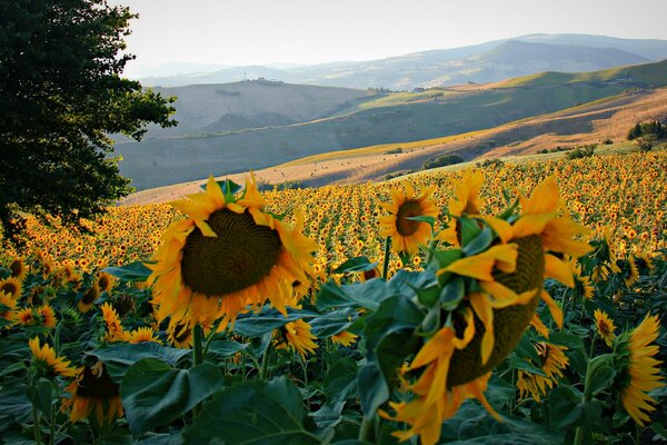 Italian sunflower fields on the background of hills