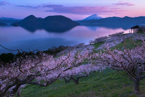 Sakura floreciente cerca del lago