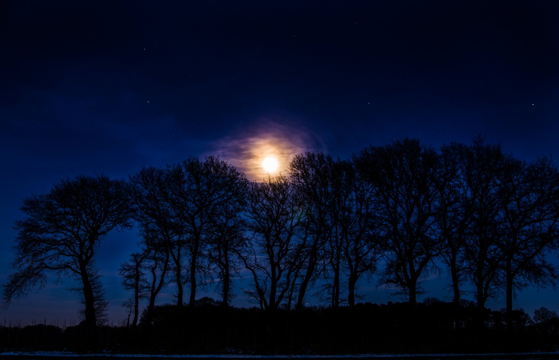 noche árboles siluetas luna estrellas