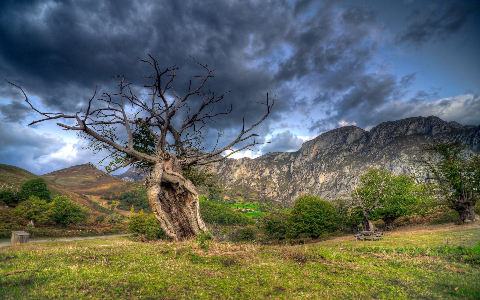 champ arbre paysage