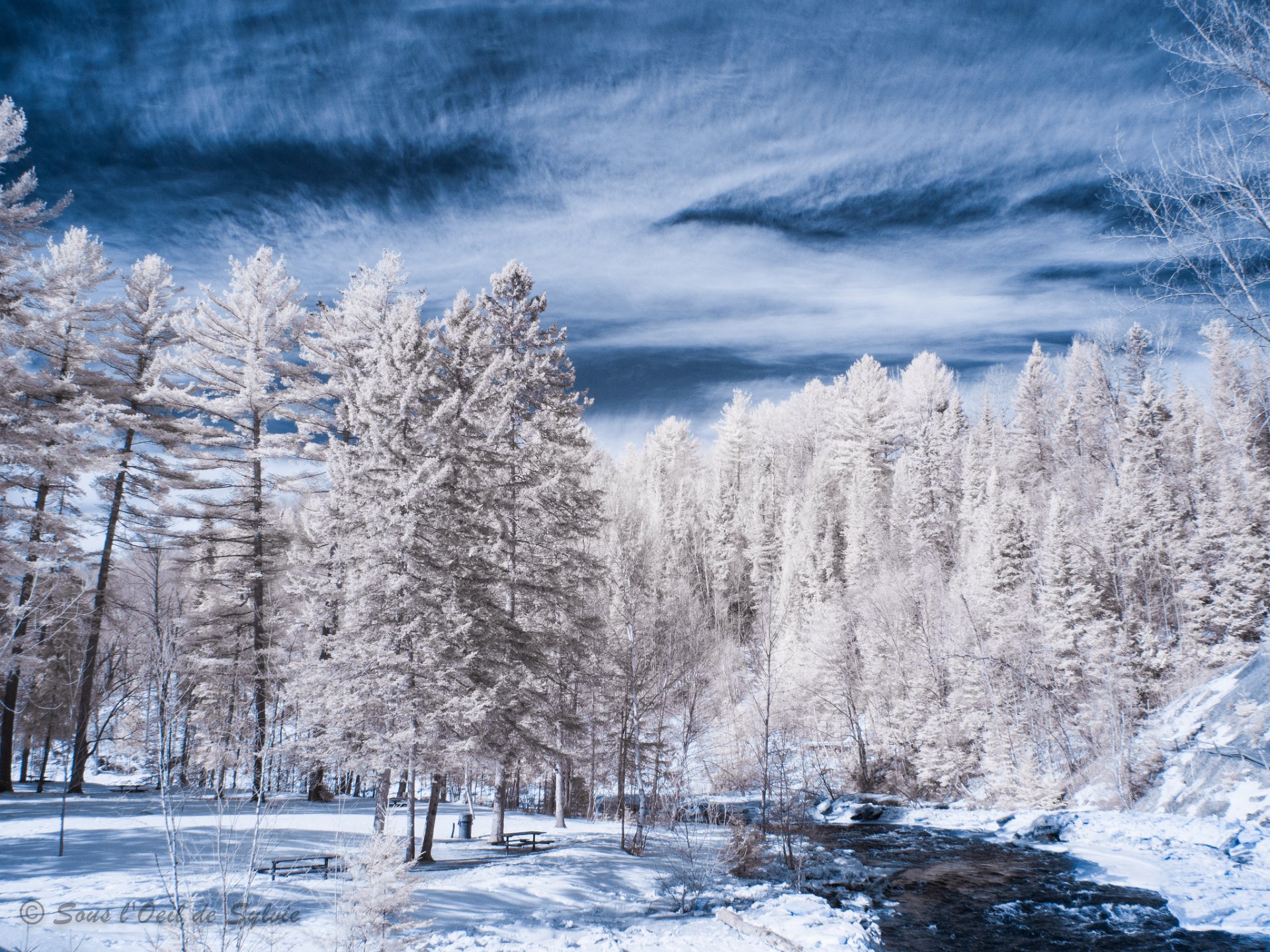 winter fluss schnee bäume