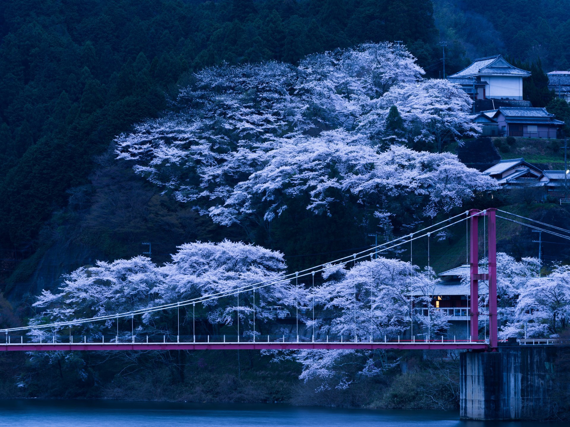 japonia most drzewa stok wiosna kwitnienie sakura wieczór