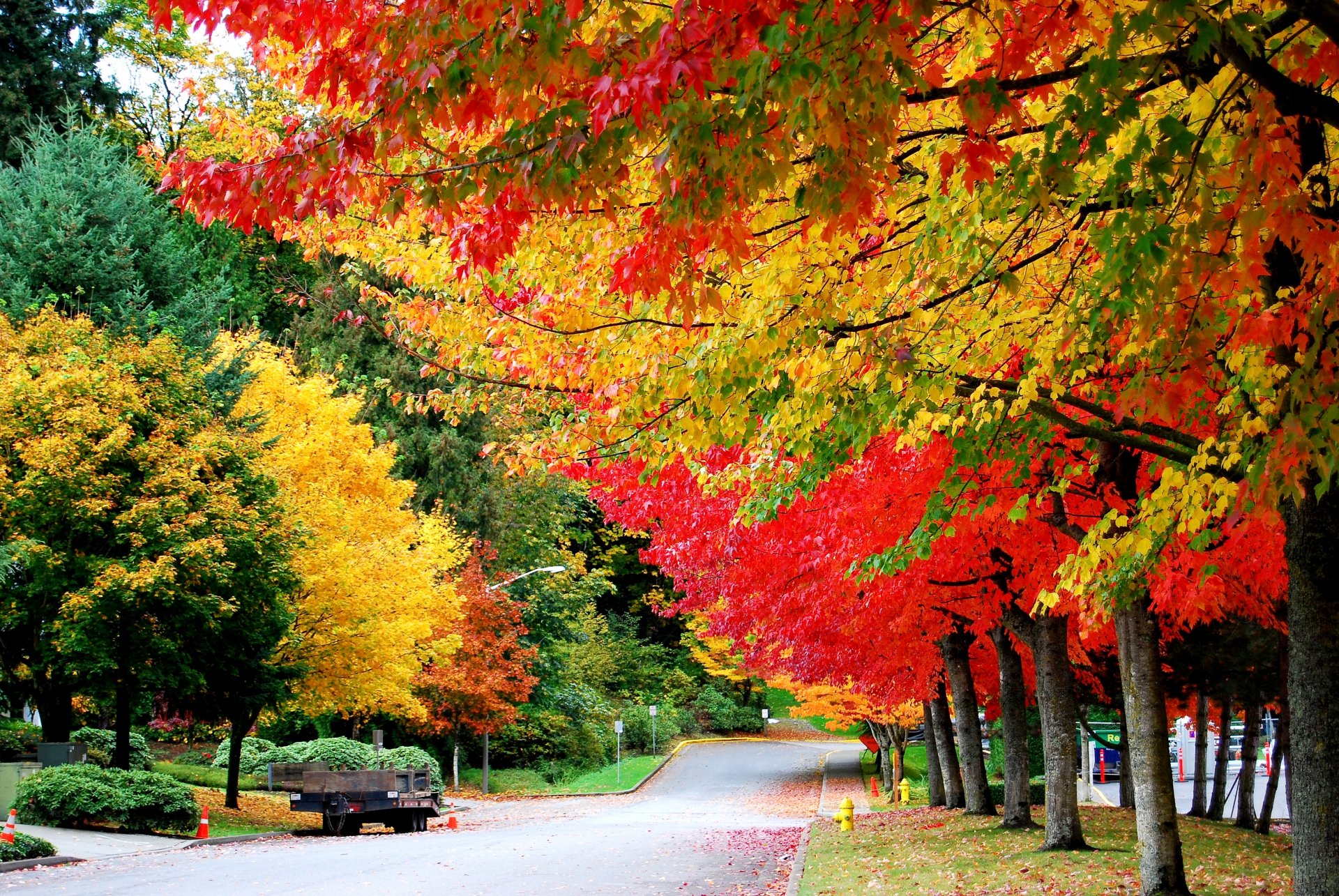 herbst bäume laub straße anhänger