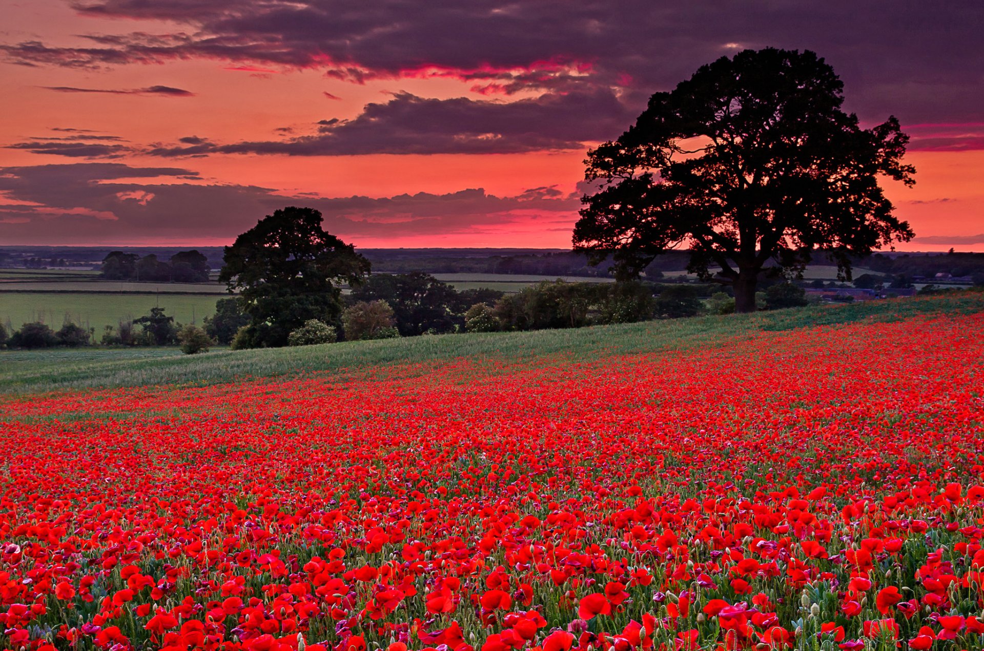 italien himmel wolken glühen hügel feld wiese blumen mohnblumen bäume