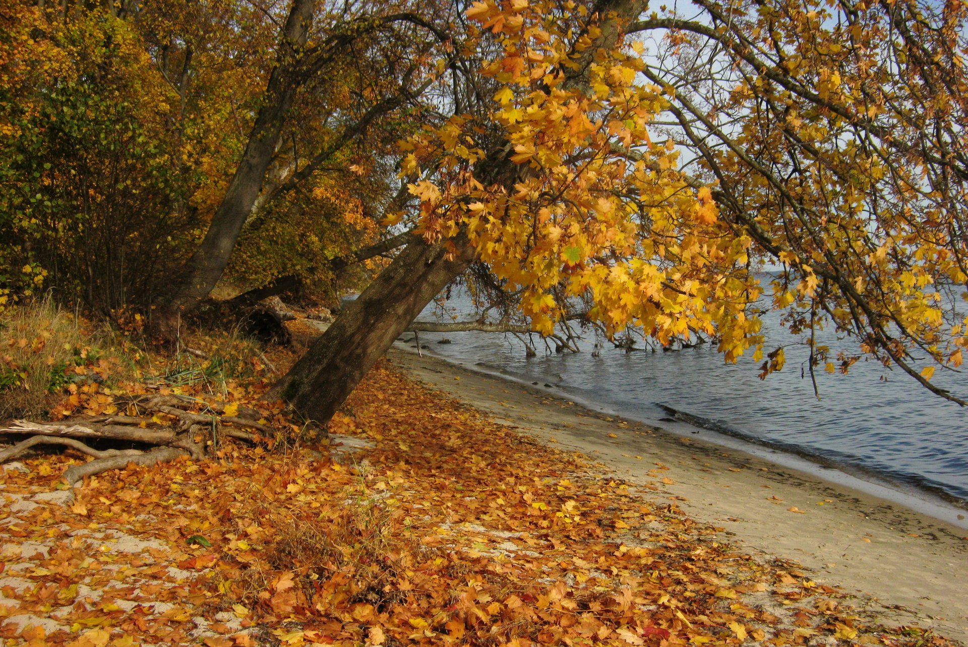 fluss polen herbst blätter natur foto