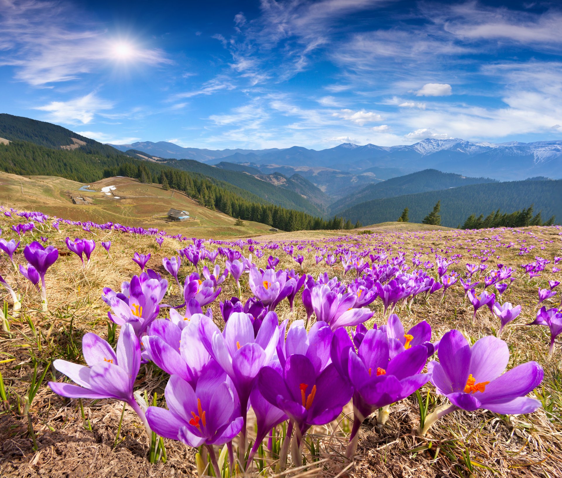 nature paysage montagnes printemps prairies fleurs crocus ciel soleil