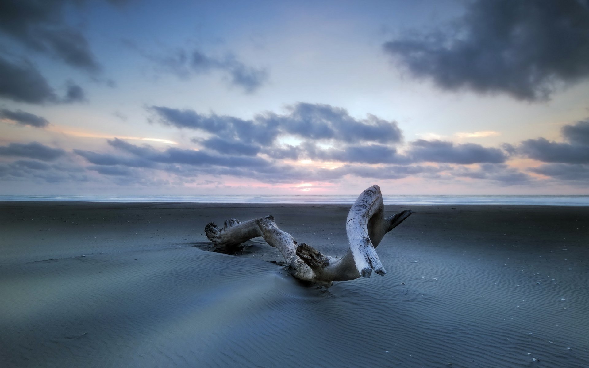 mer sable arbre paysage