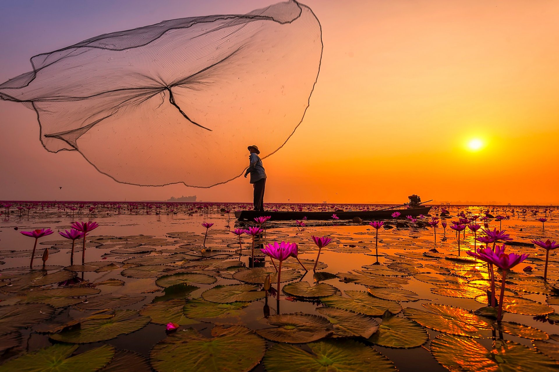 thailand lake fishermen network flower pink lotu