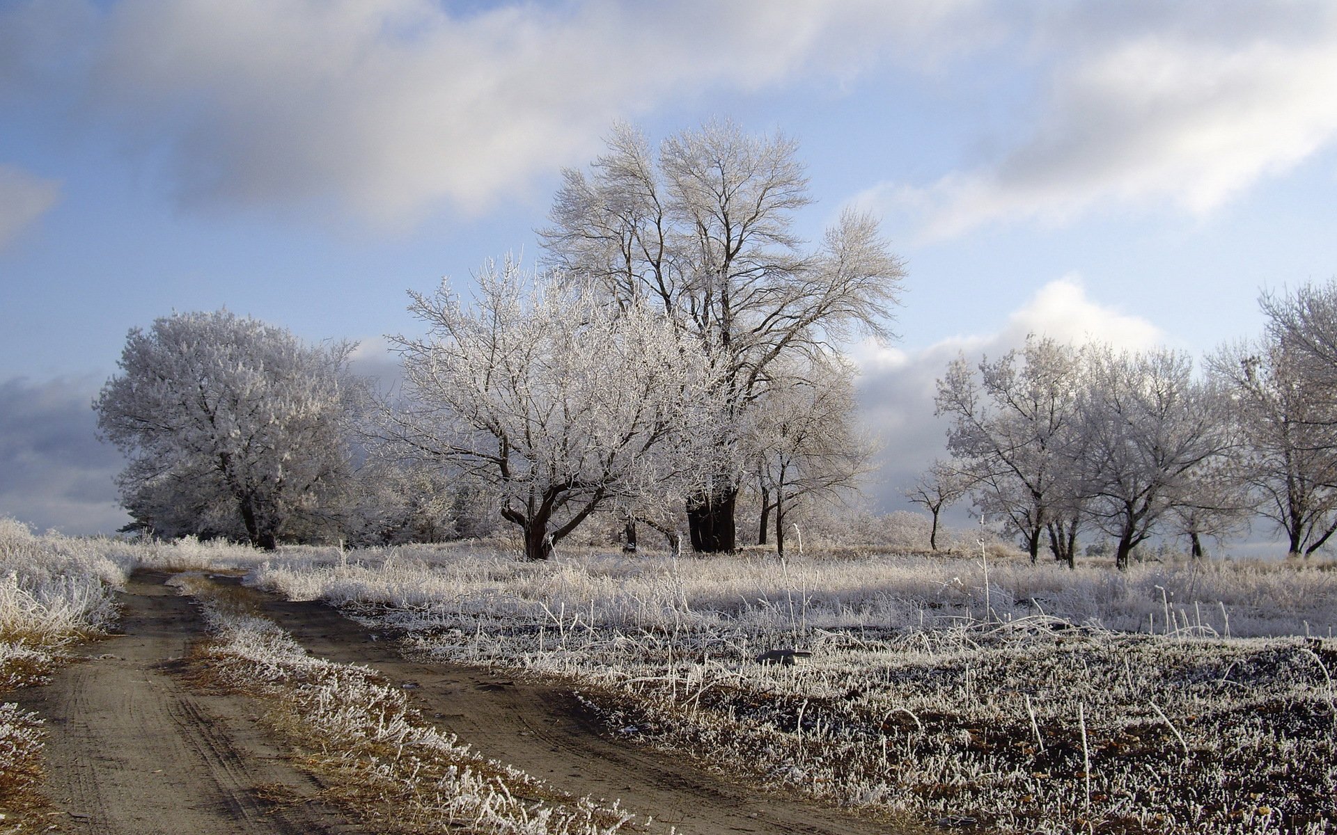 the field road frost nature