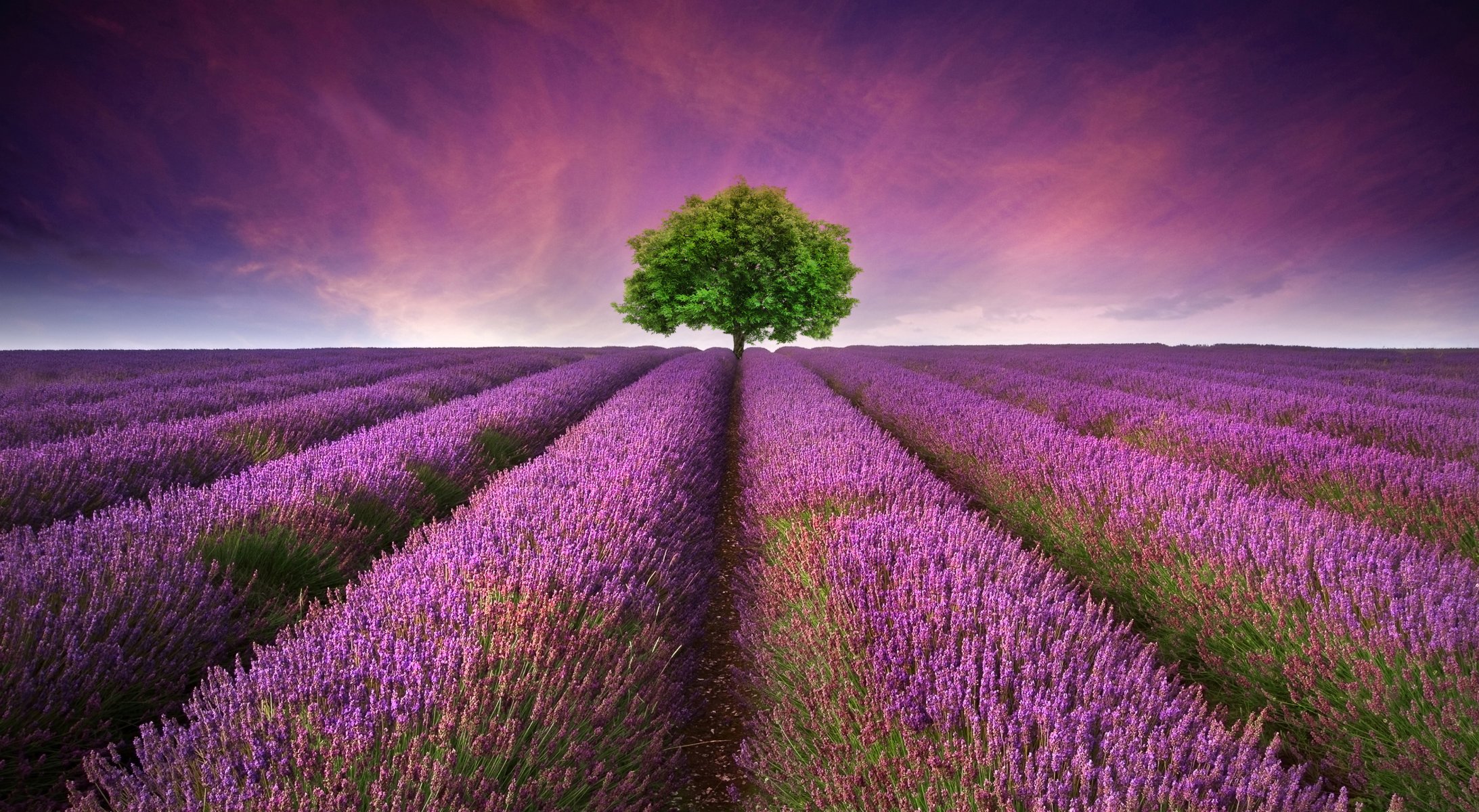 the field tree lavender sunset