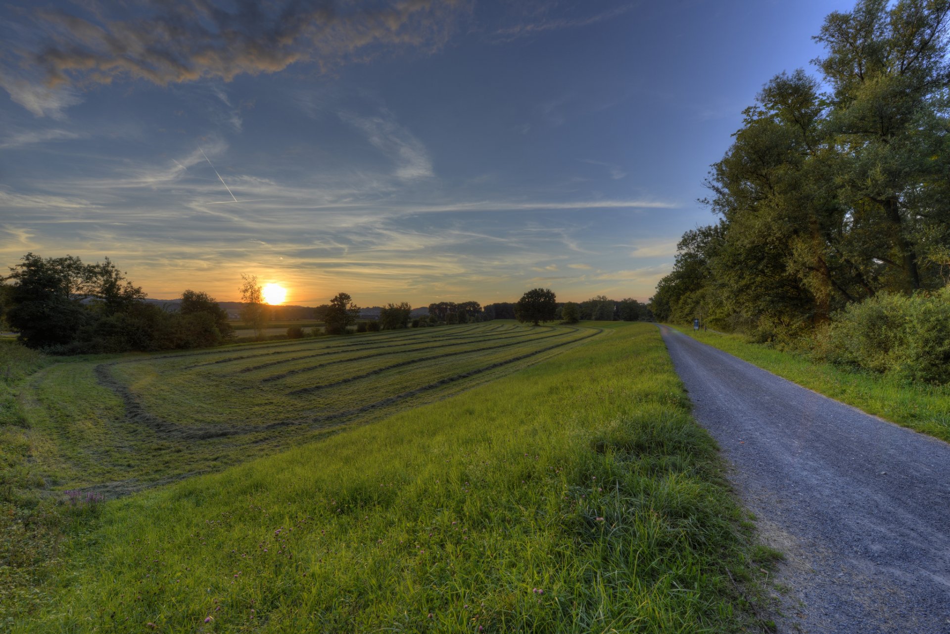 campo alberi tramonto strada