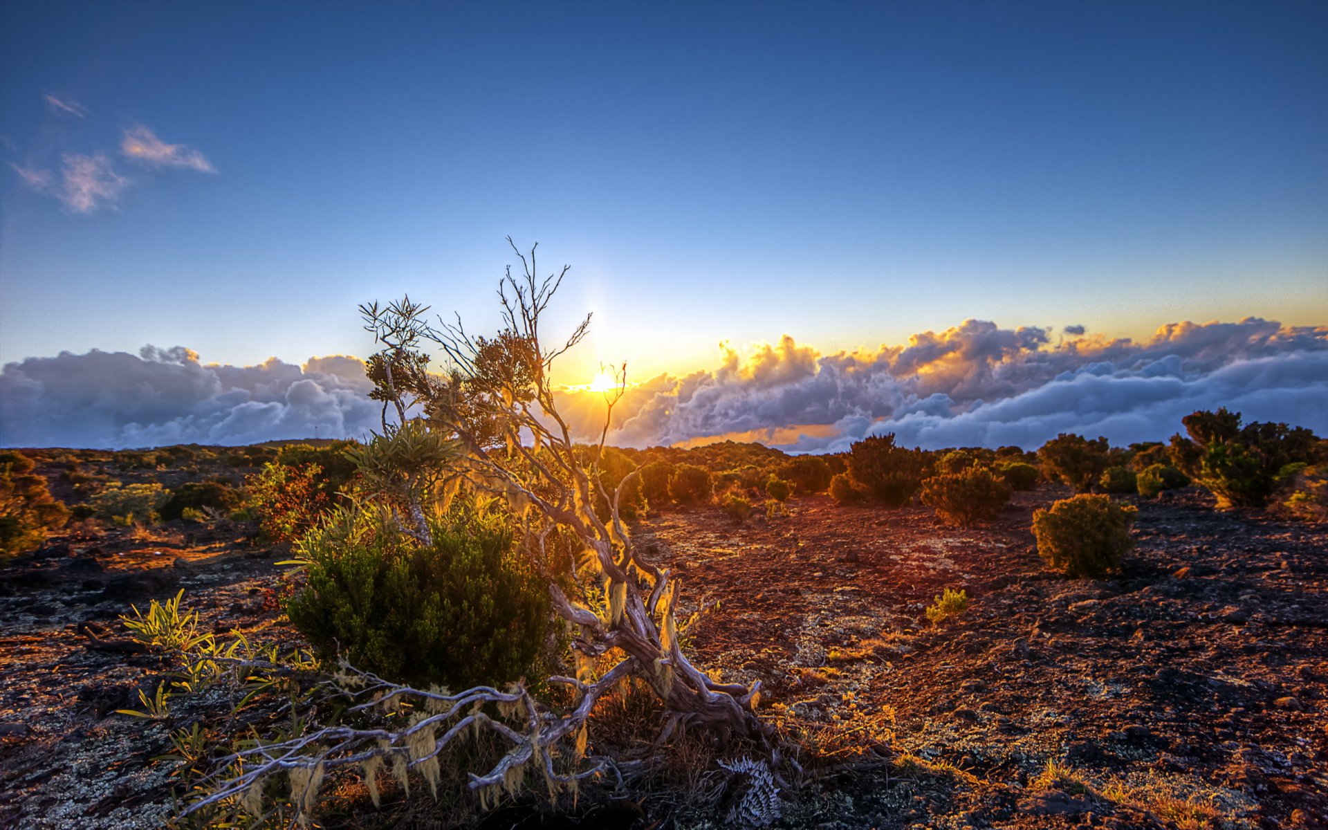 the field sunset nature landscape