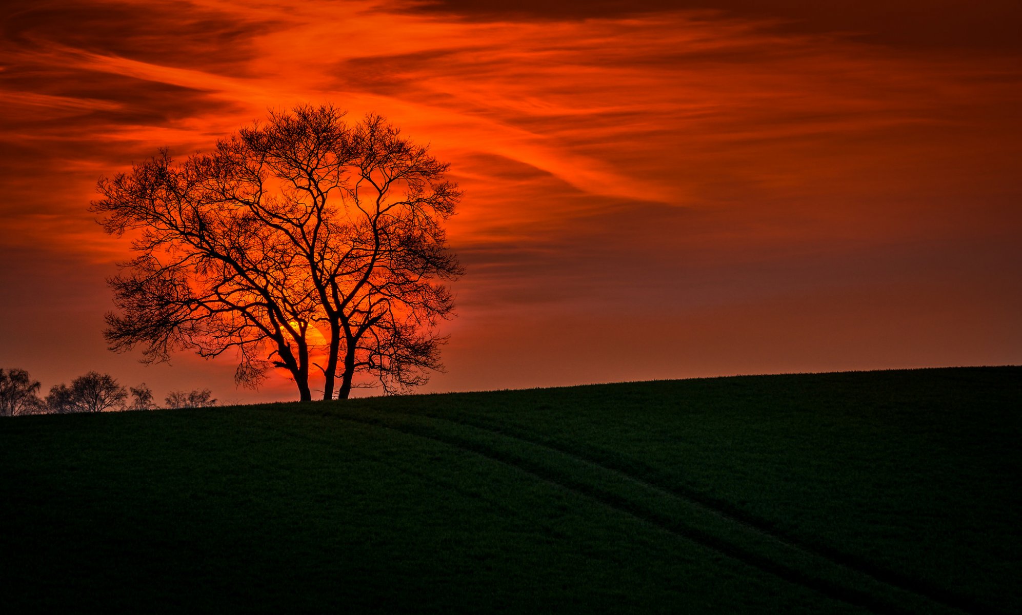 landschaft natur sonnenuntergang himmel baum zweige