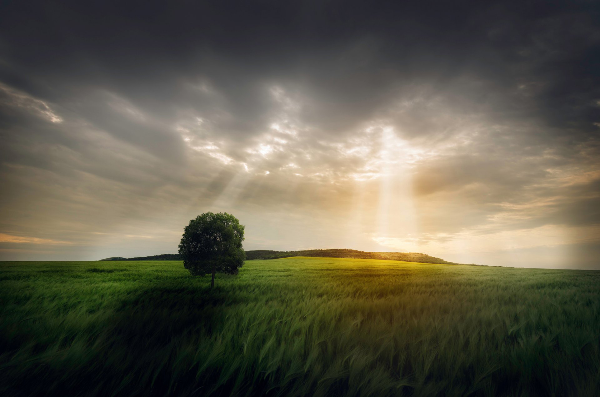 the field tree sky light ray