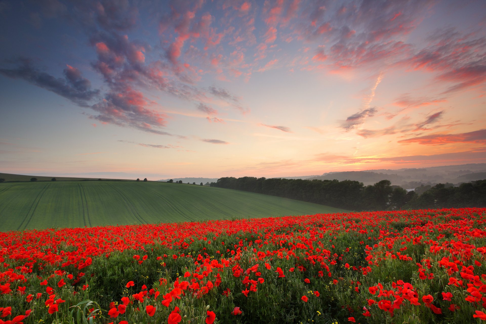 anglia hrabstwo sussex sussex lato czerwiec wieczór pola kwiaty maki