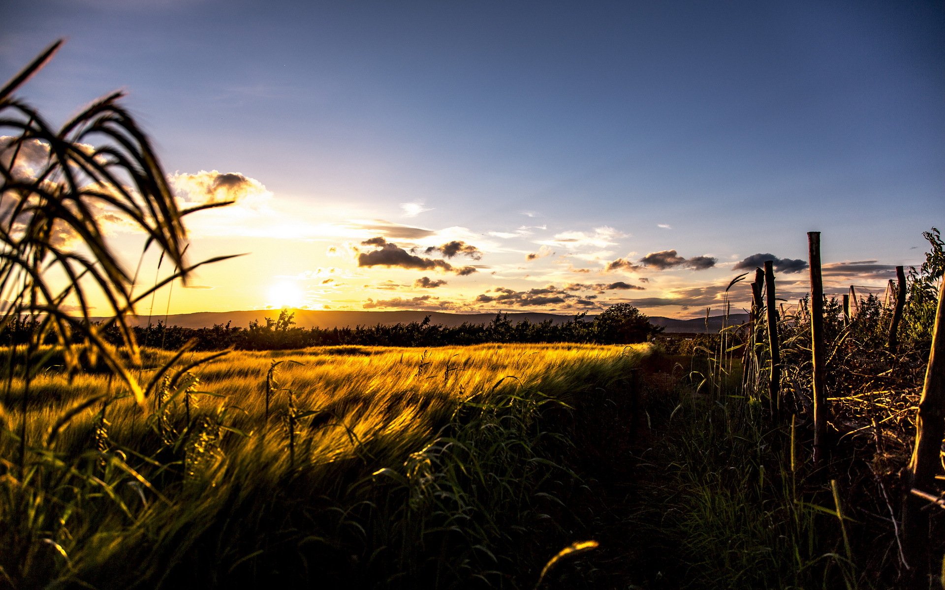 feld sonnenuntergang landschaft