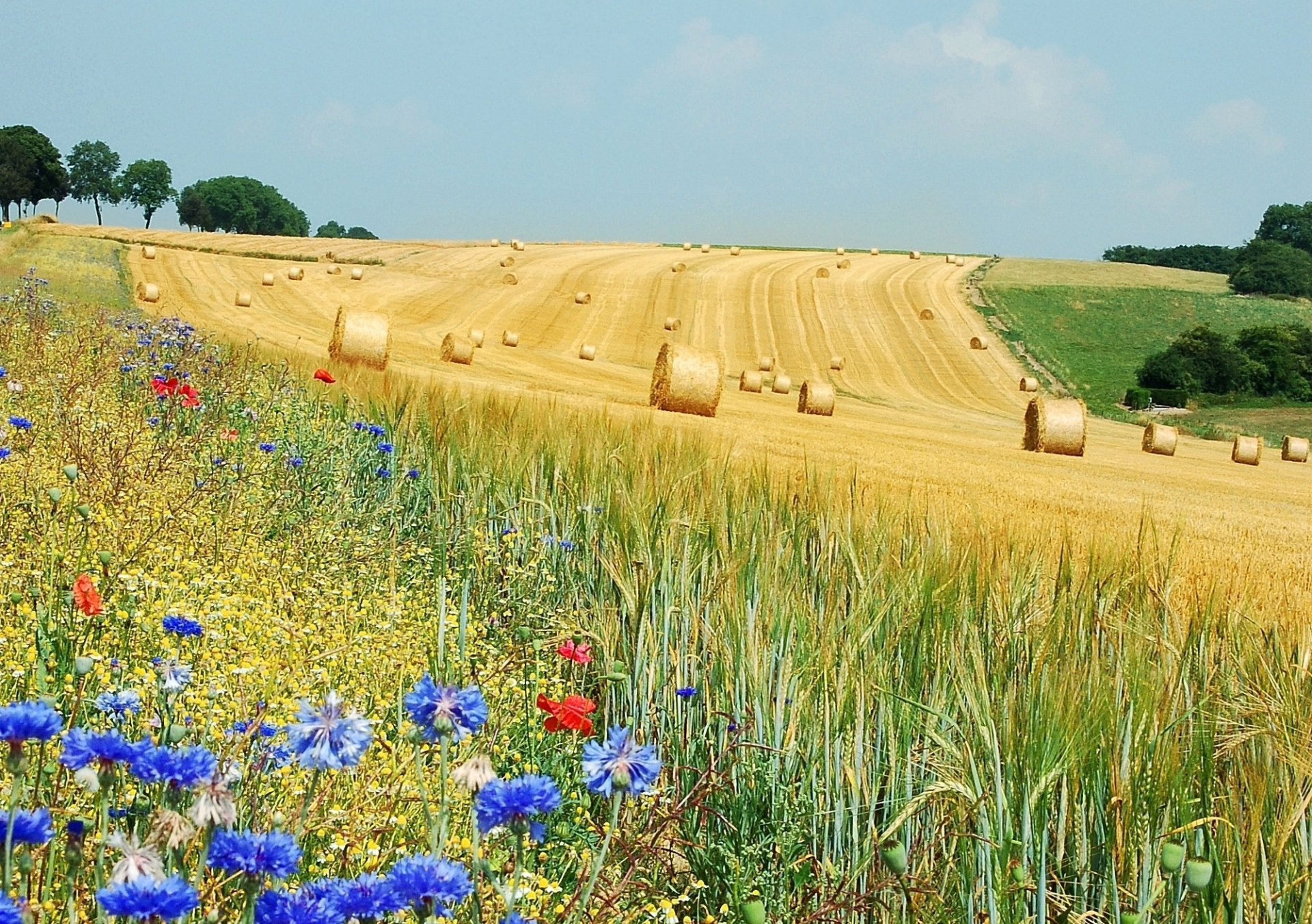 champ rouleaux fleurs