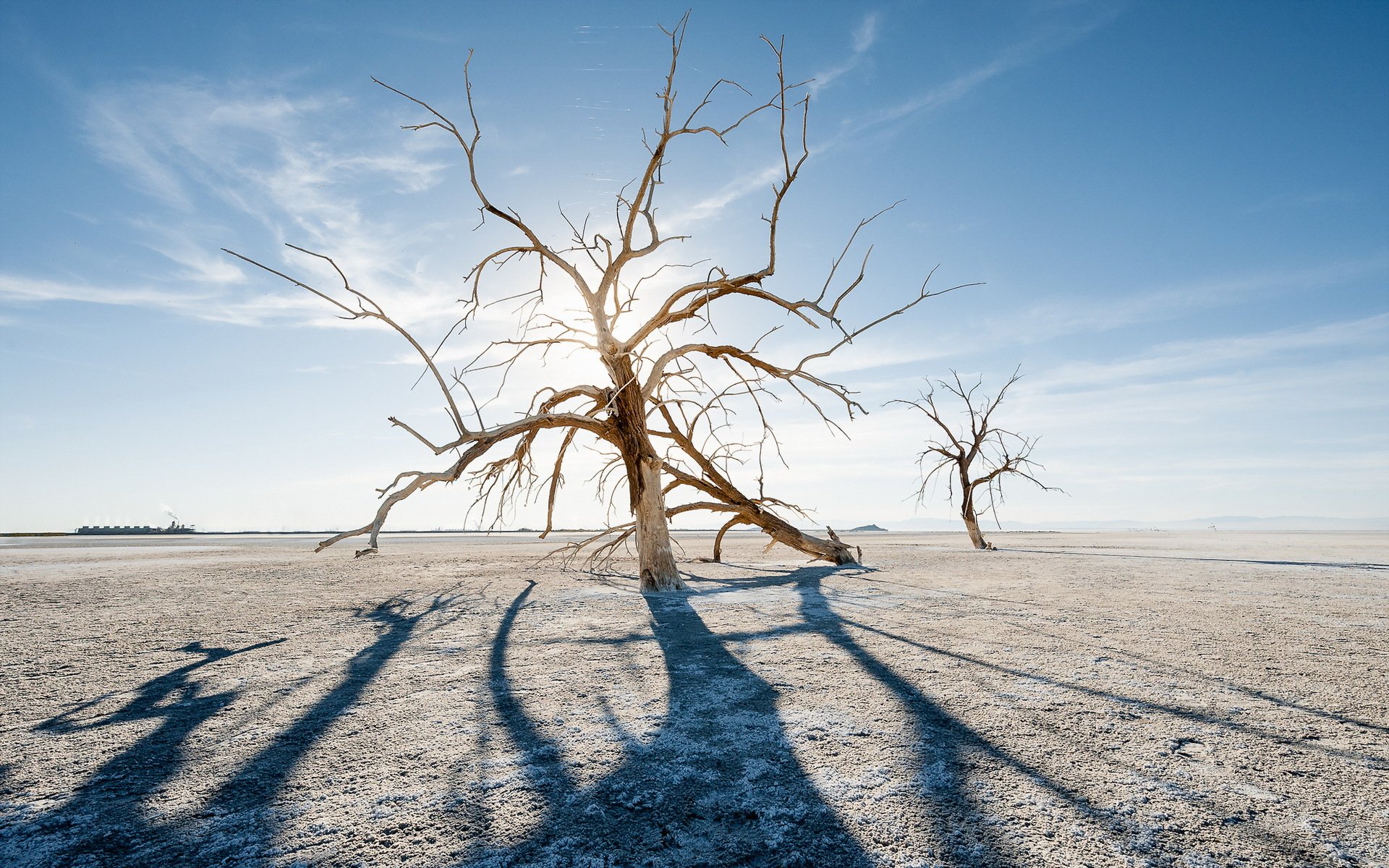 the field tree landscape