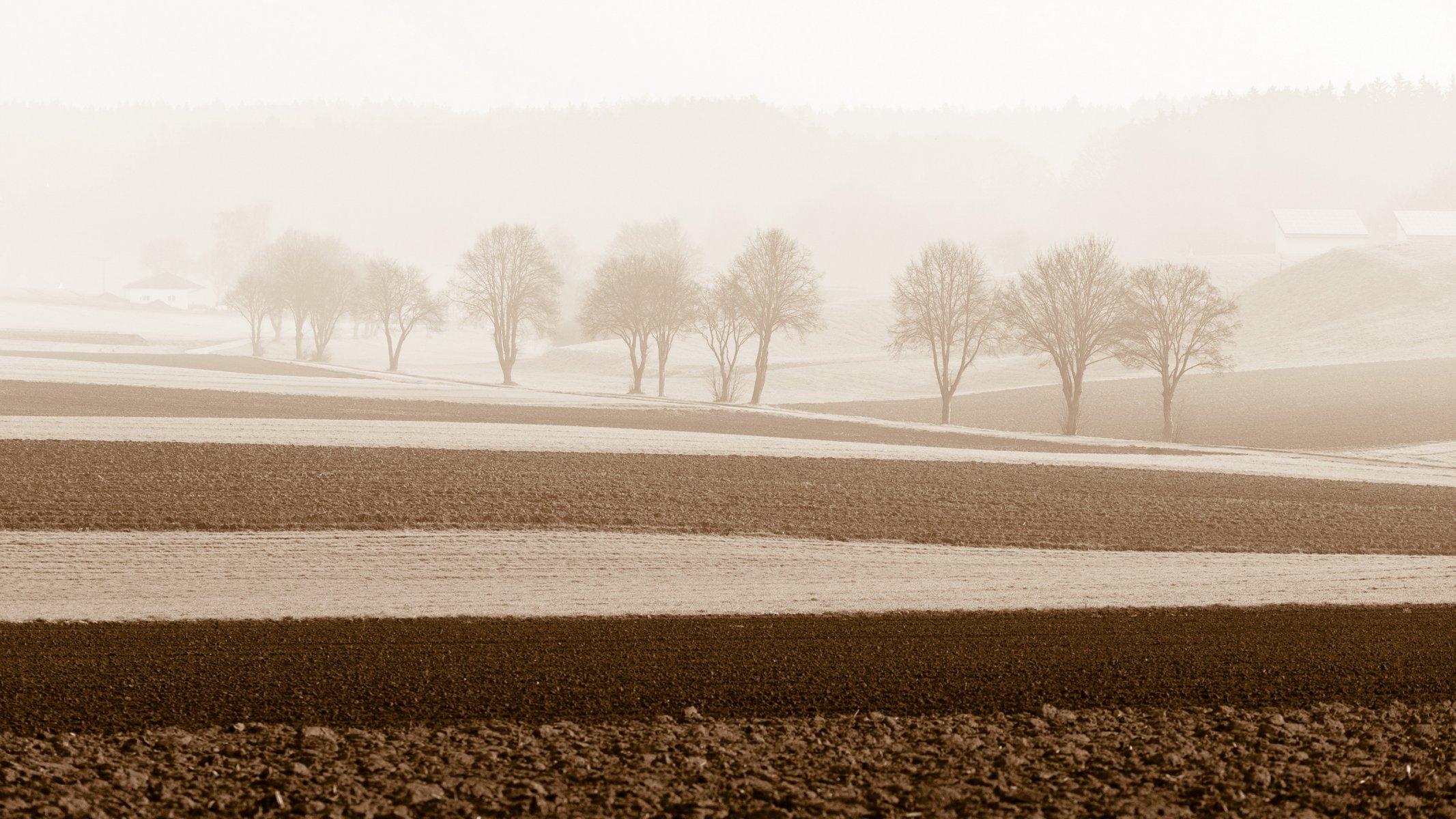 feld bäume nebel morgen landschaft