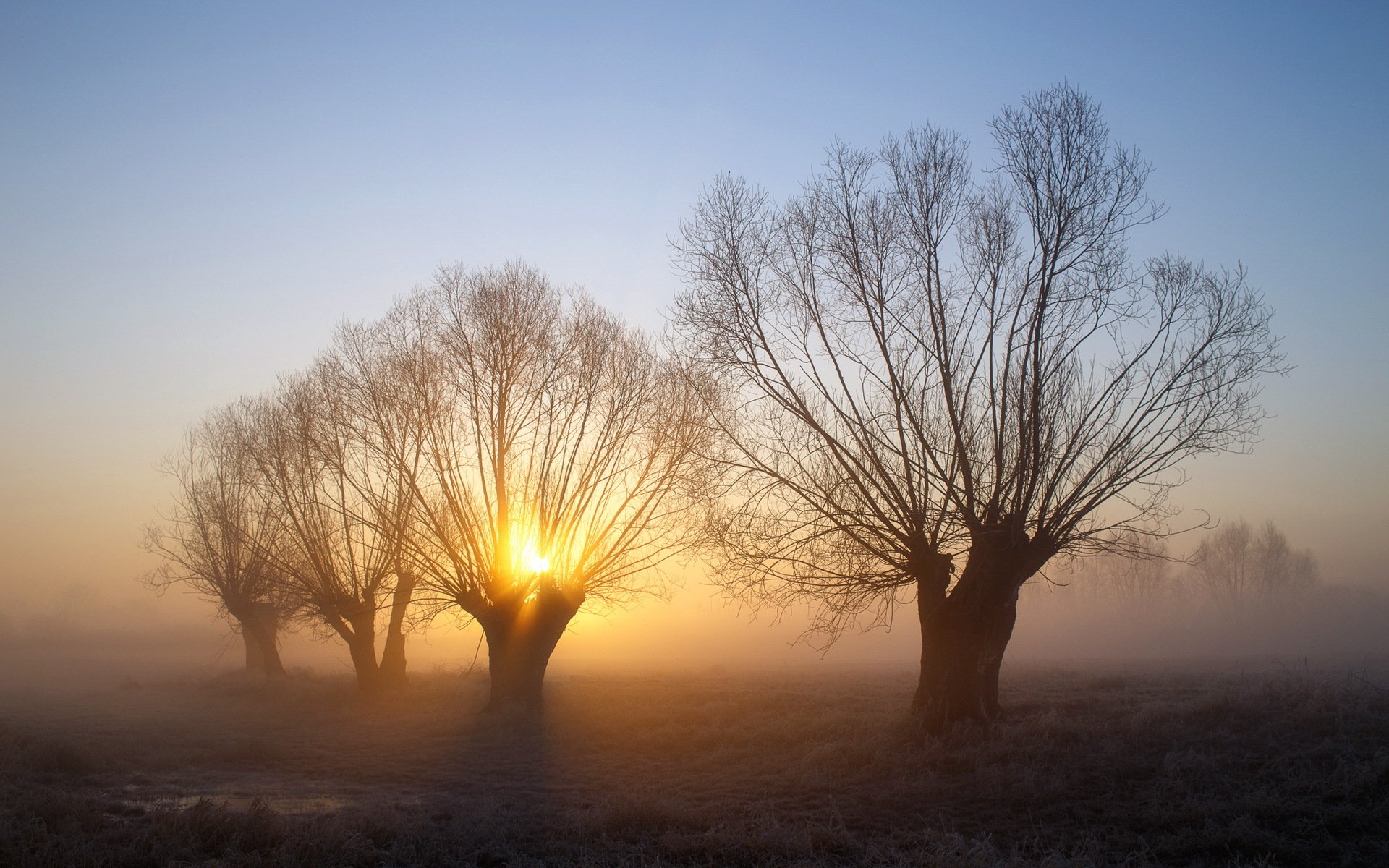 mattina nebbia alberi paesaggio