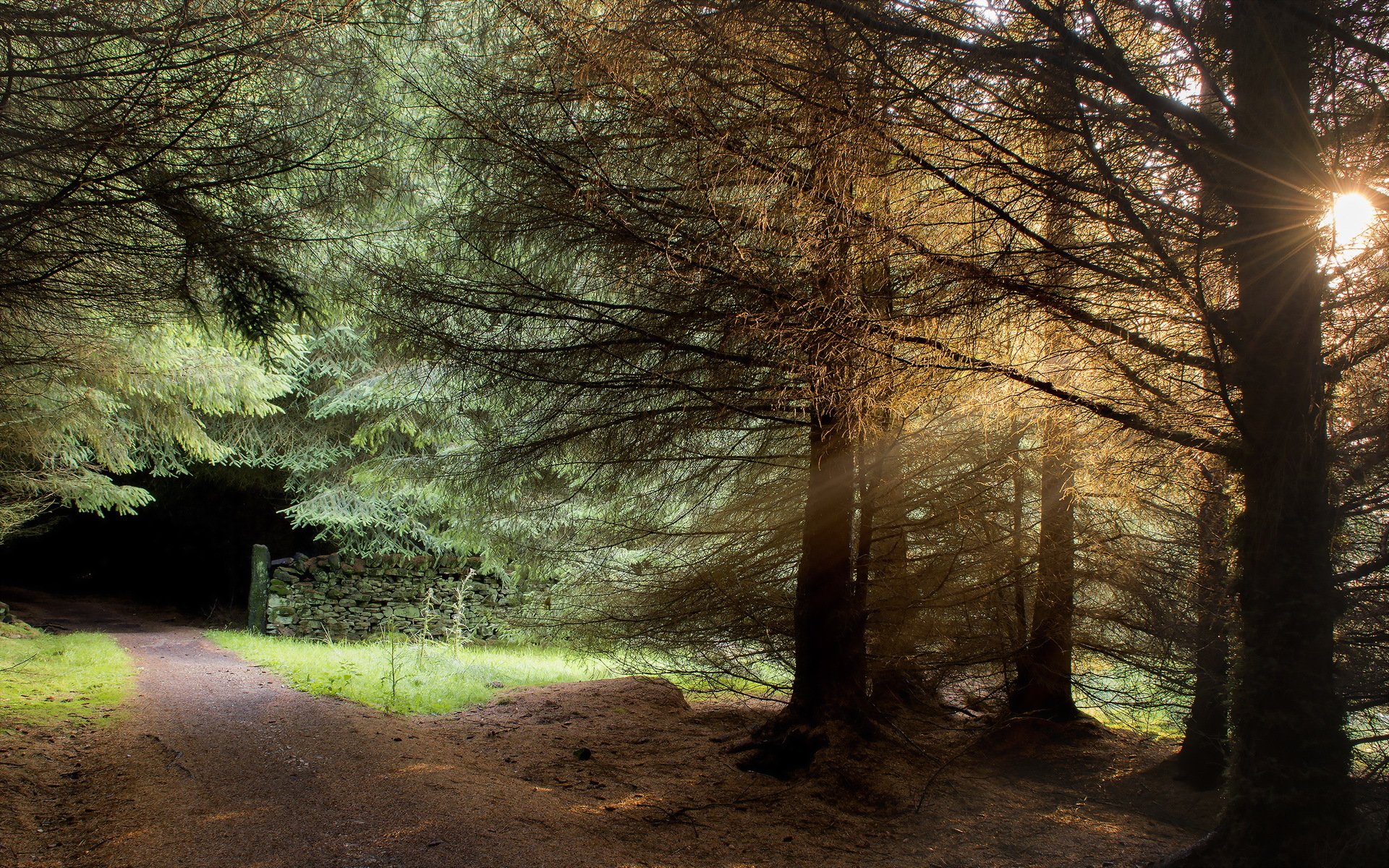 road tree light landscape