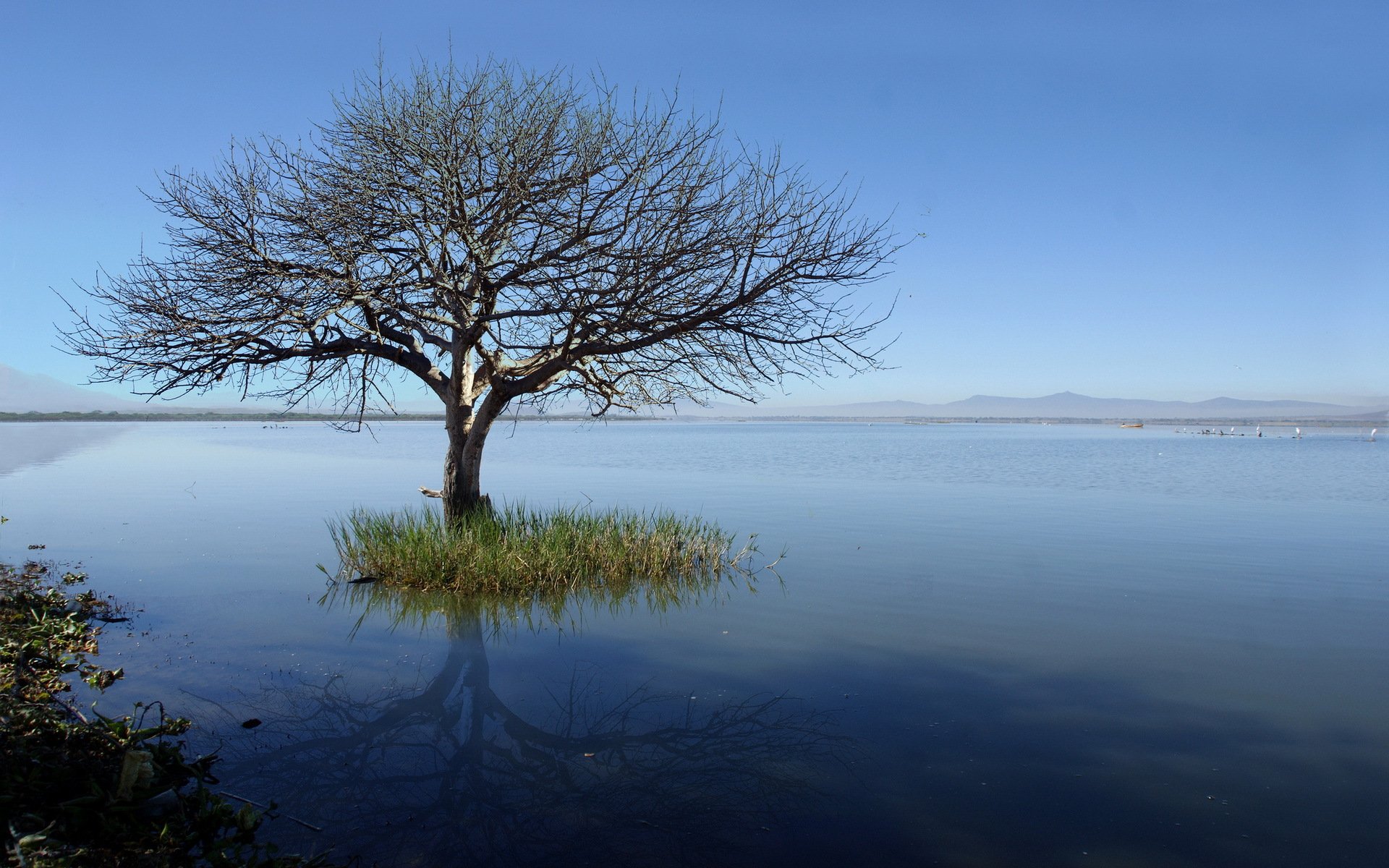 lake tree landscape