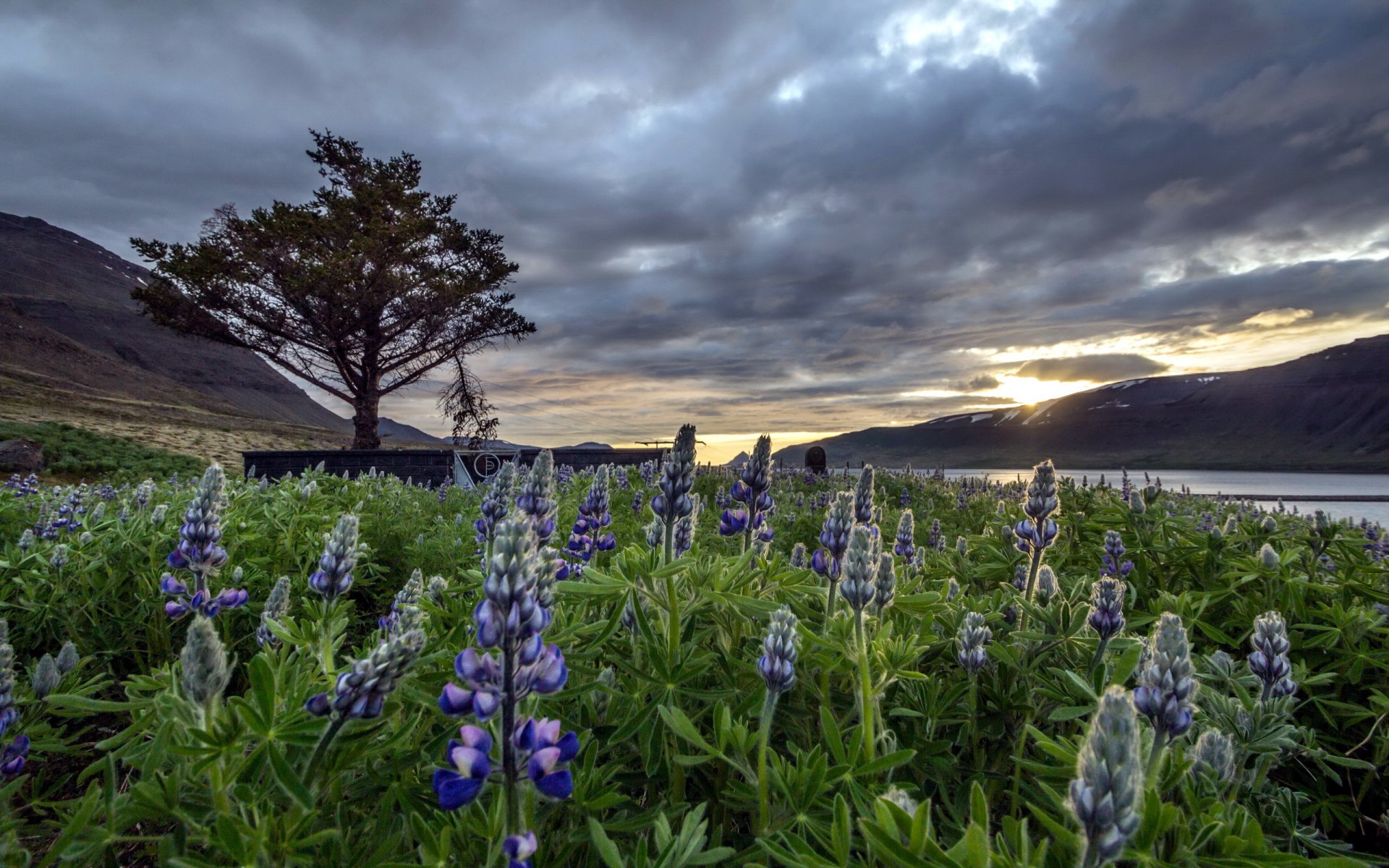 dýrafjörður iceland landscape