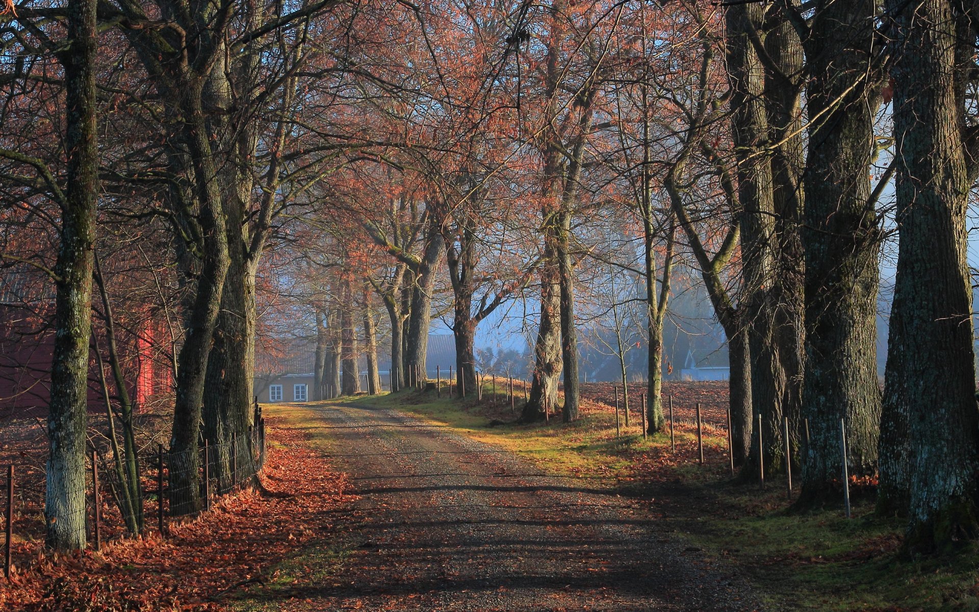 novembre dans l allée automne route