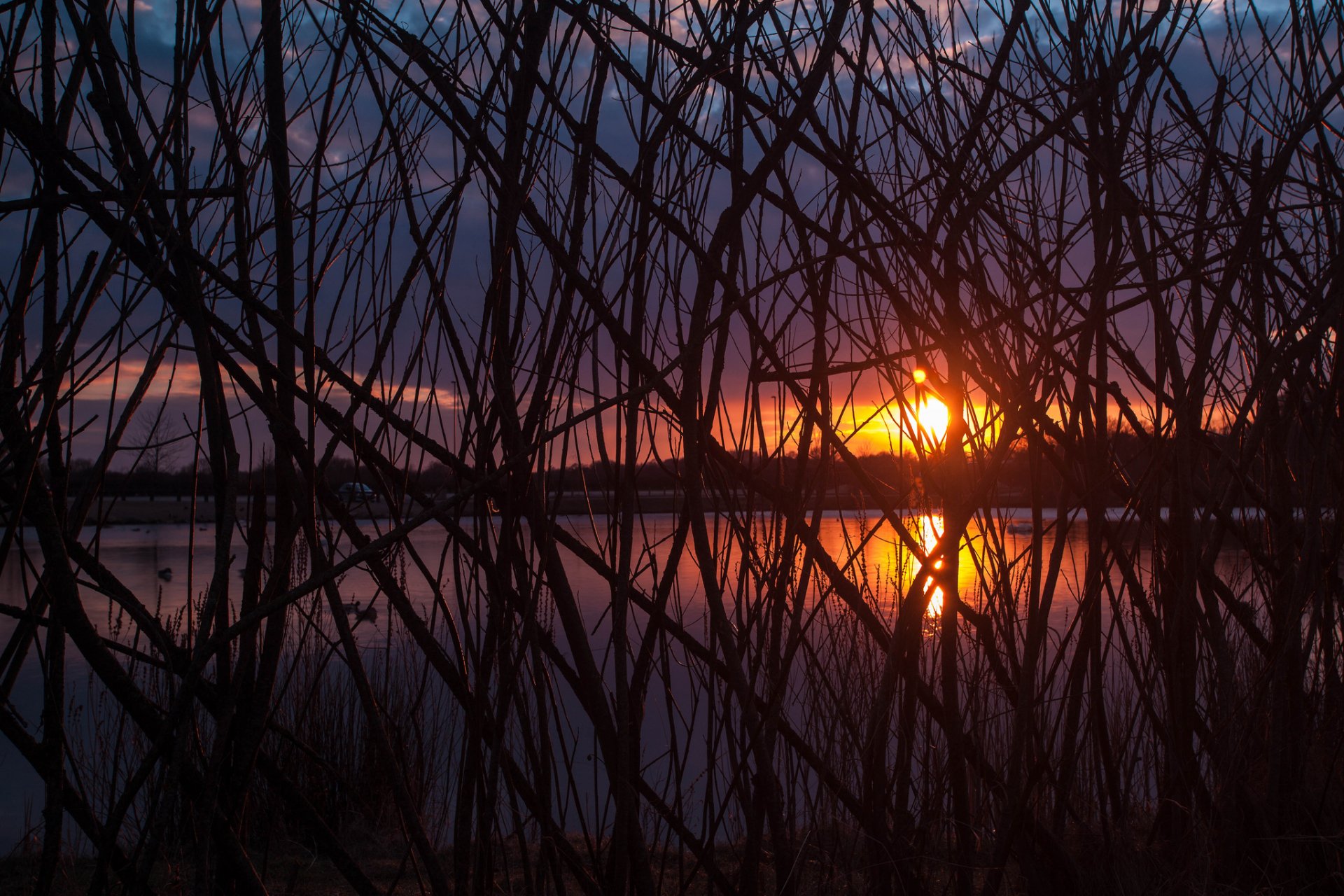 tree branches sun sunset