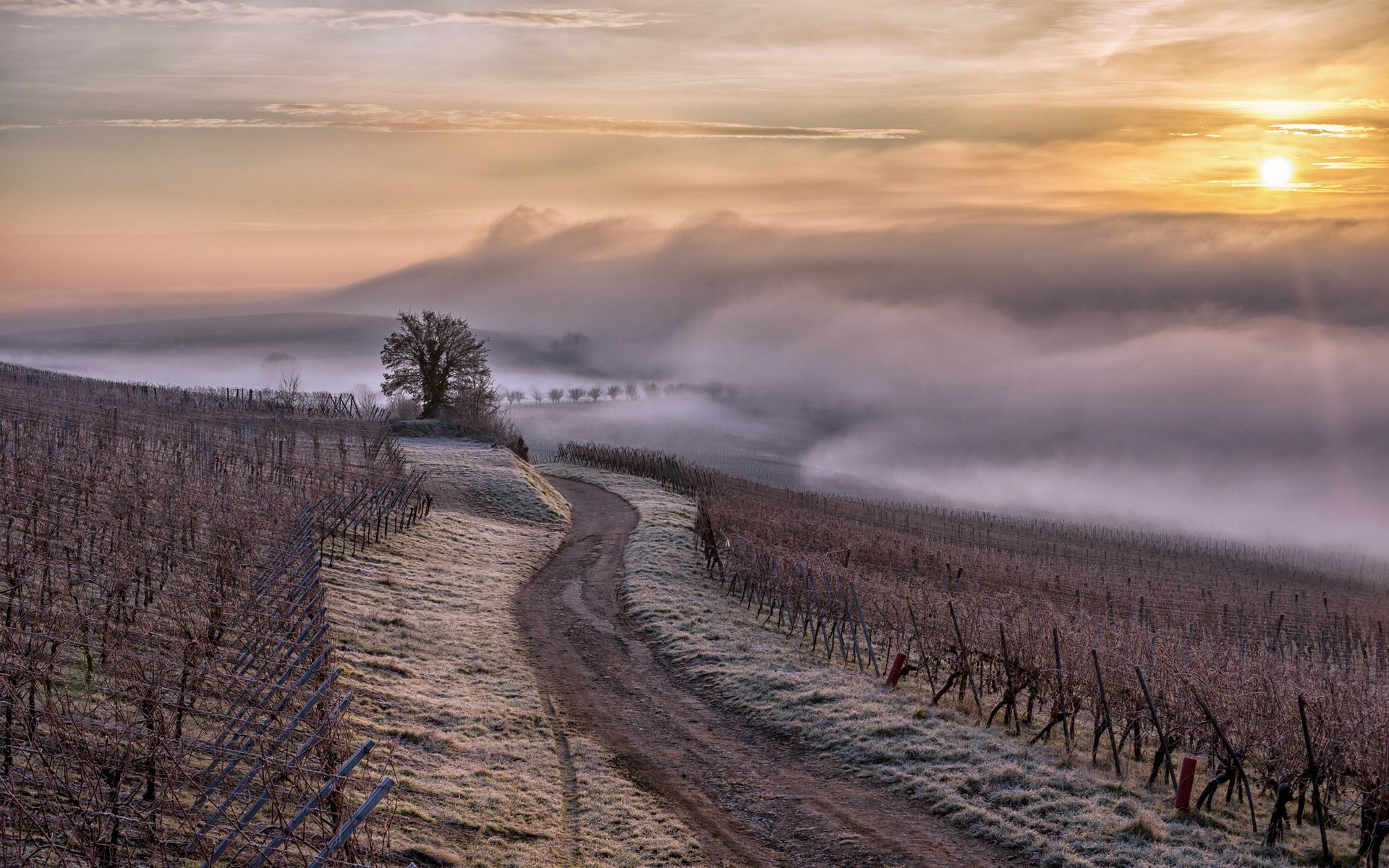 alsace région alsace france vignes brouillard brume