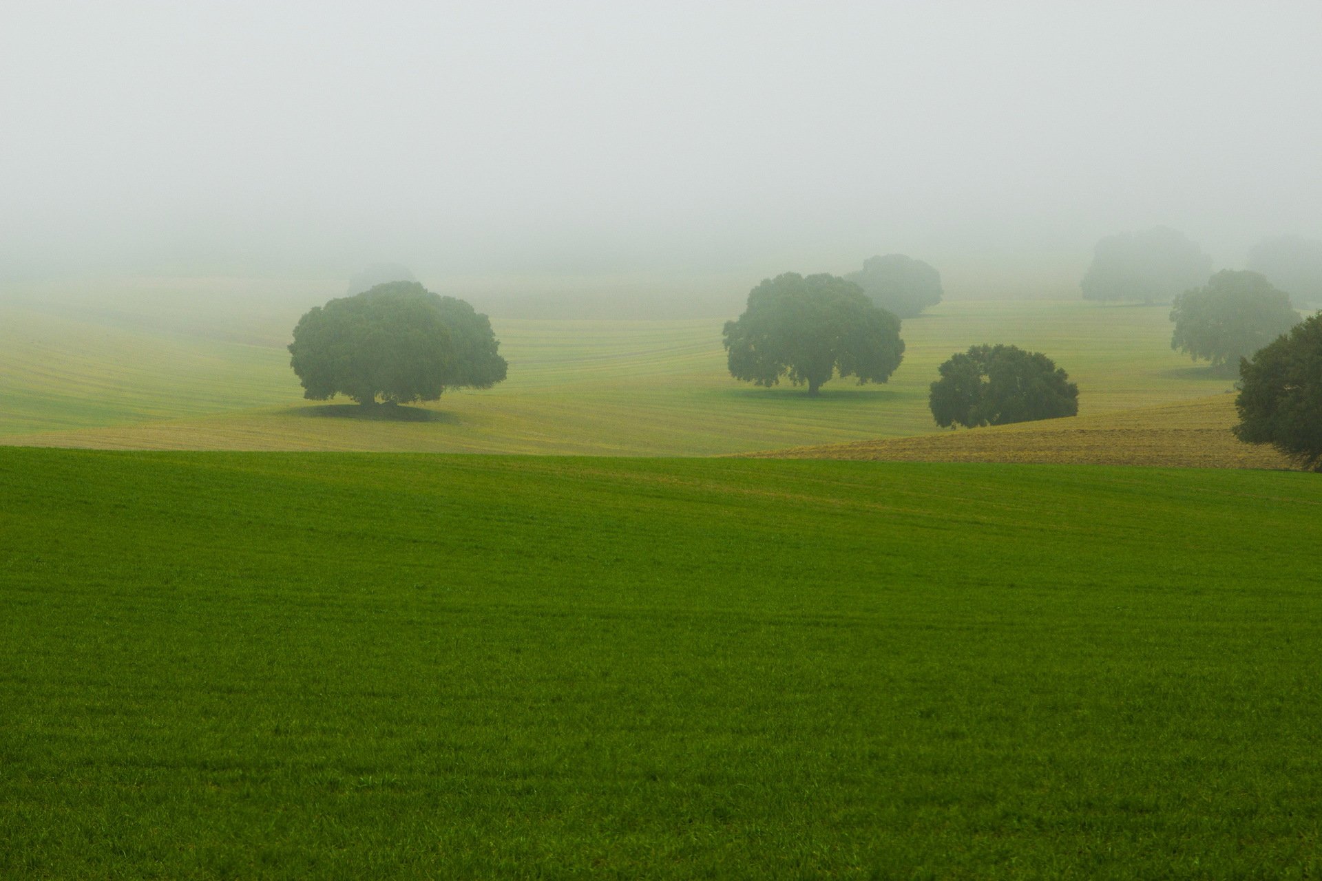 champ arbres brouillard paysage