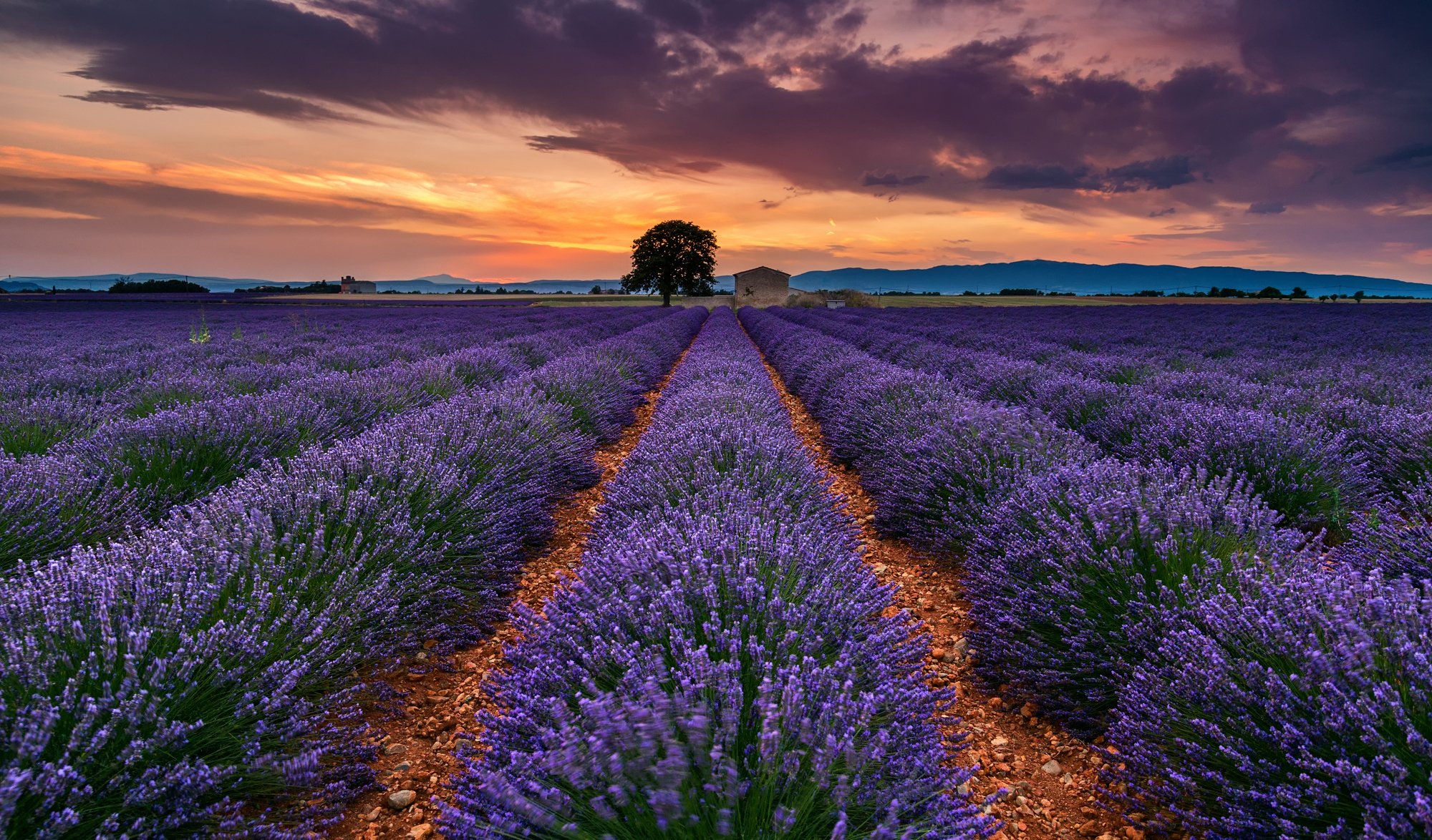 frankreich provence sommer juli feld lavendel blumen baum himmel wolken