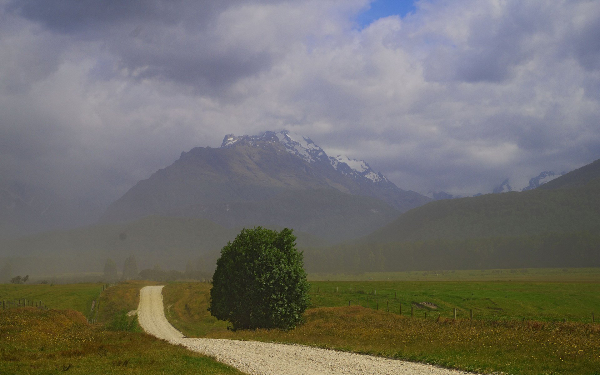 new zealand mountain the field road tree fog