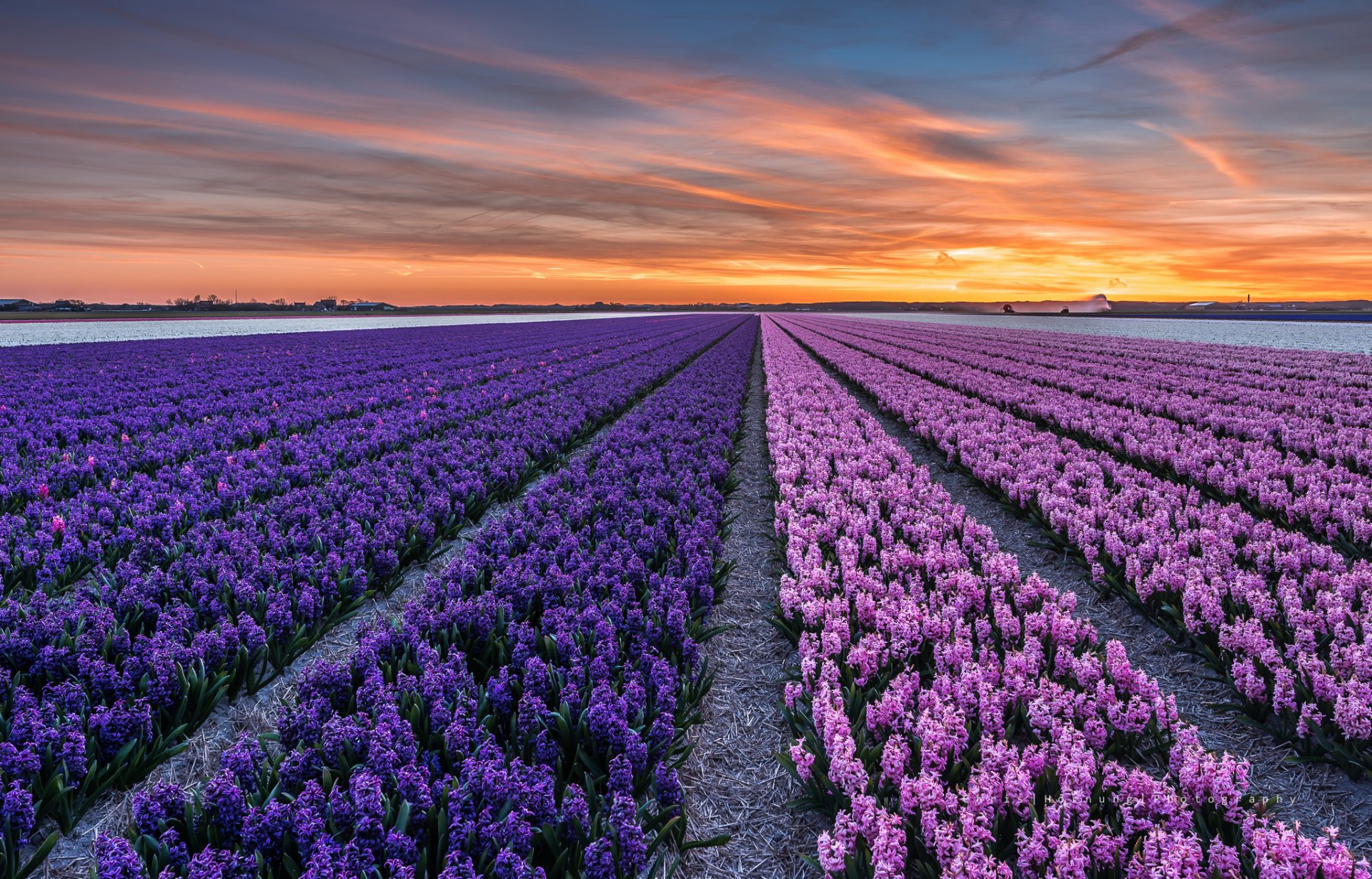 países bajos provincia holanda del norte ciudad callantsoog tarde puesta del sol campo flores