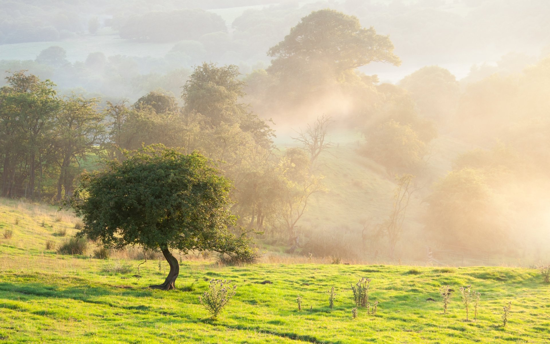 morgen sommer feld baum nebel natur landschaft schönheit