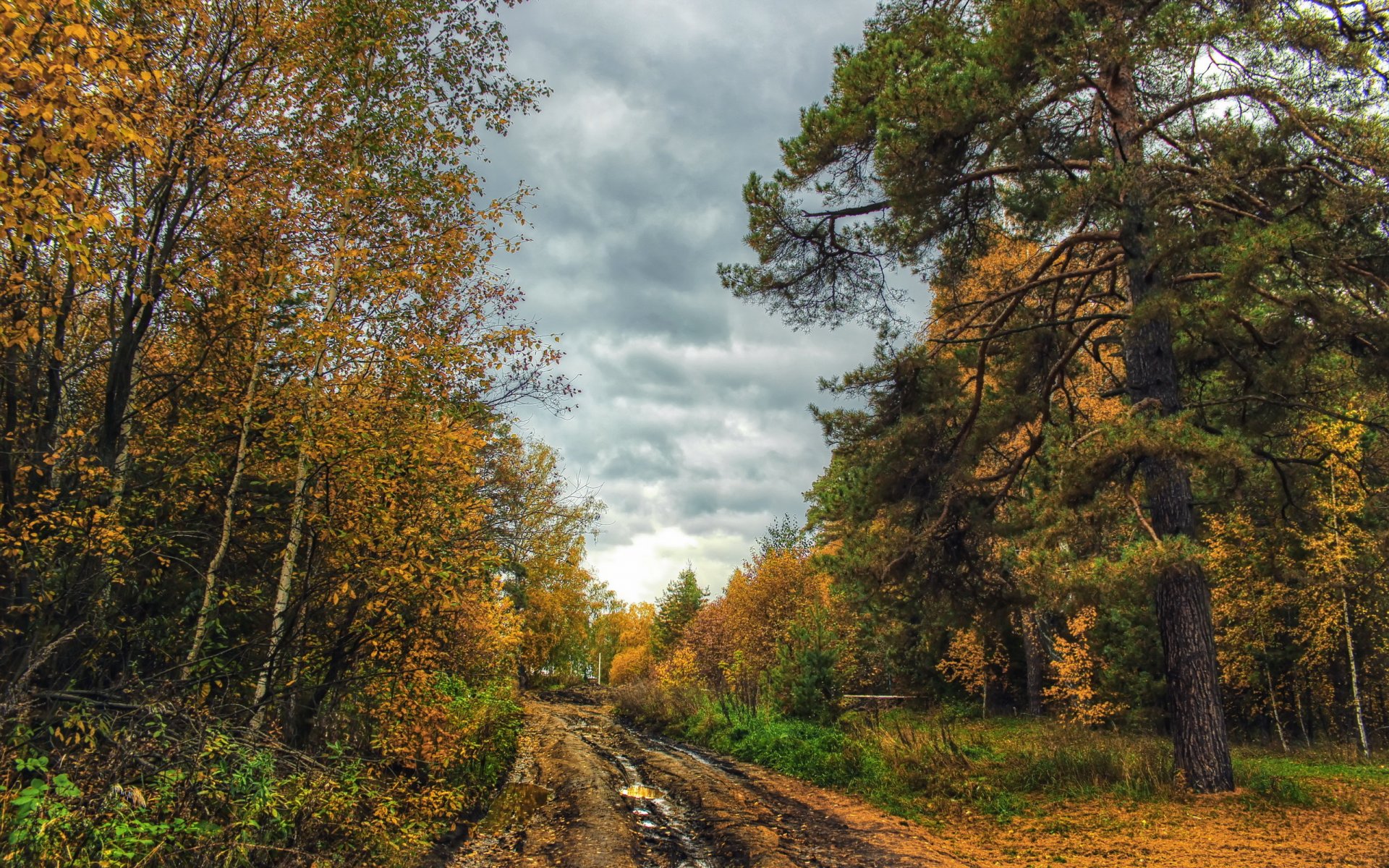 дорога осень пейзаж