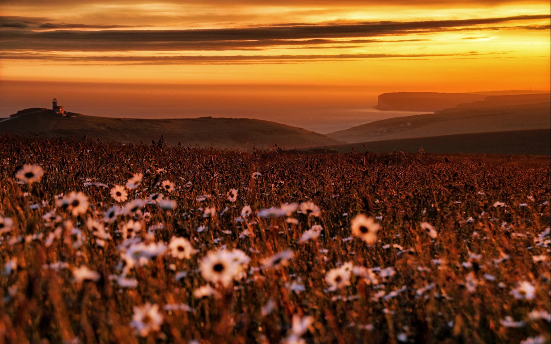 sonnenuntergang meer blumen landschaft