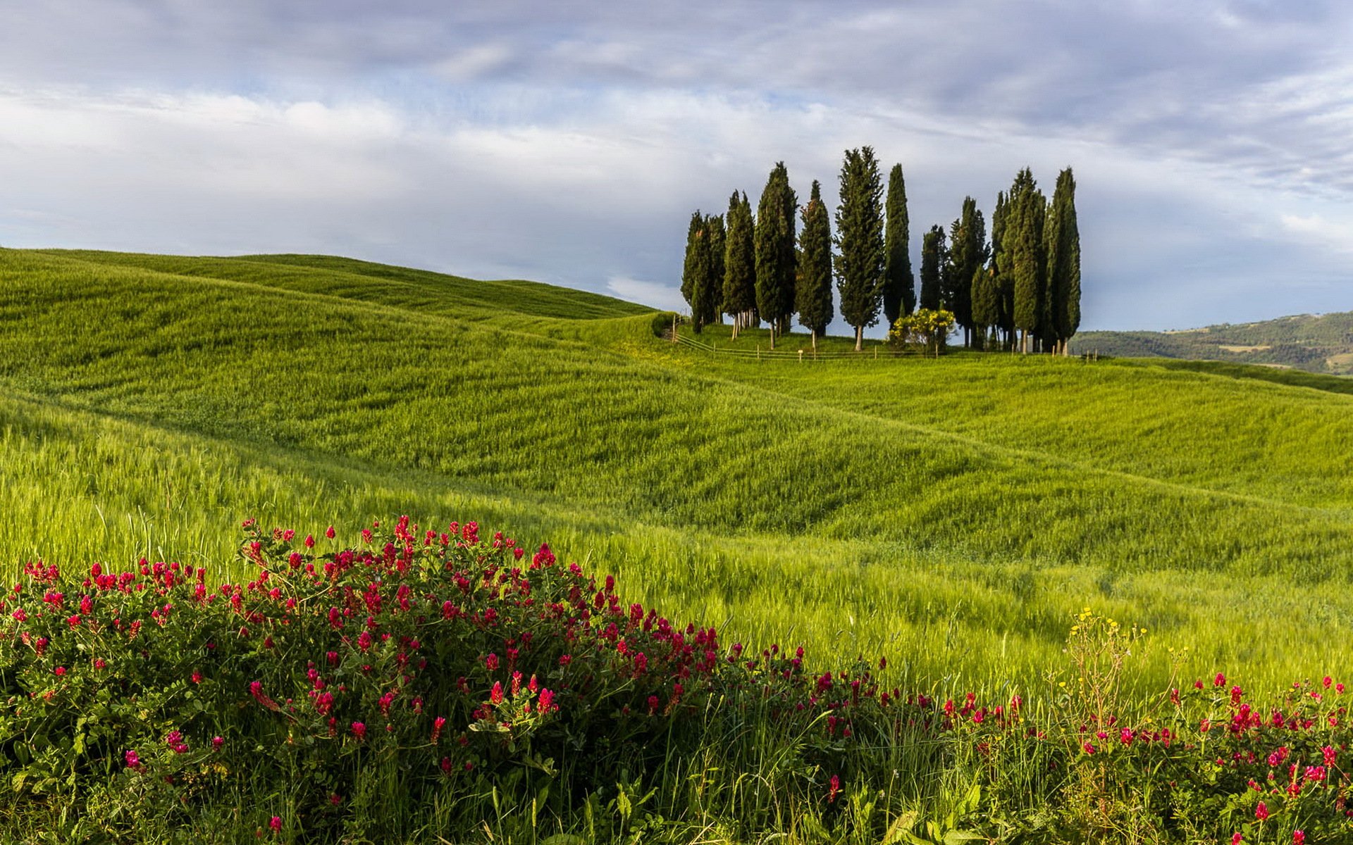 feld baum landschaft