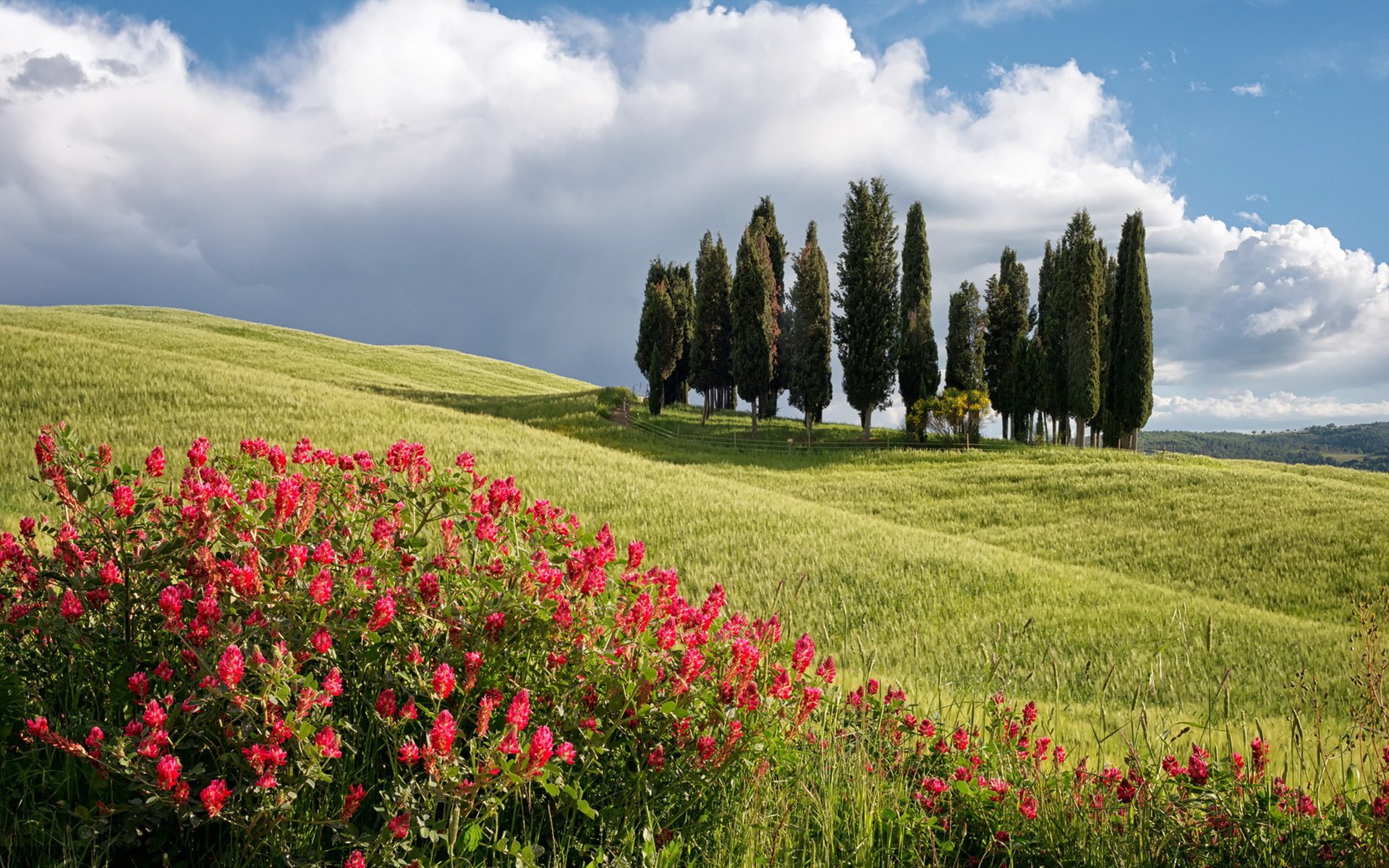 campo alberi fiori estate paesaggio