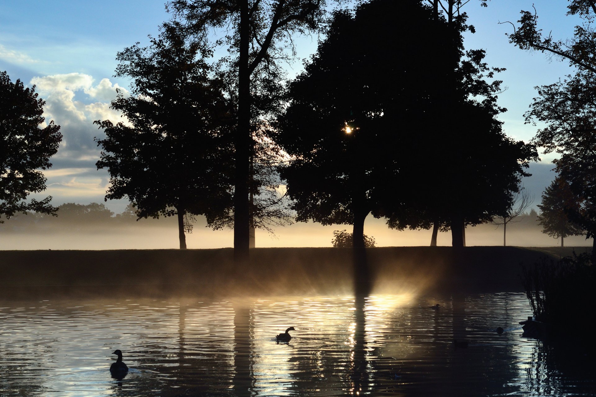 arbres brouillard lac aube