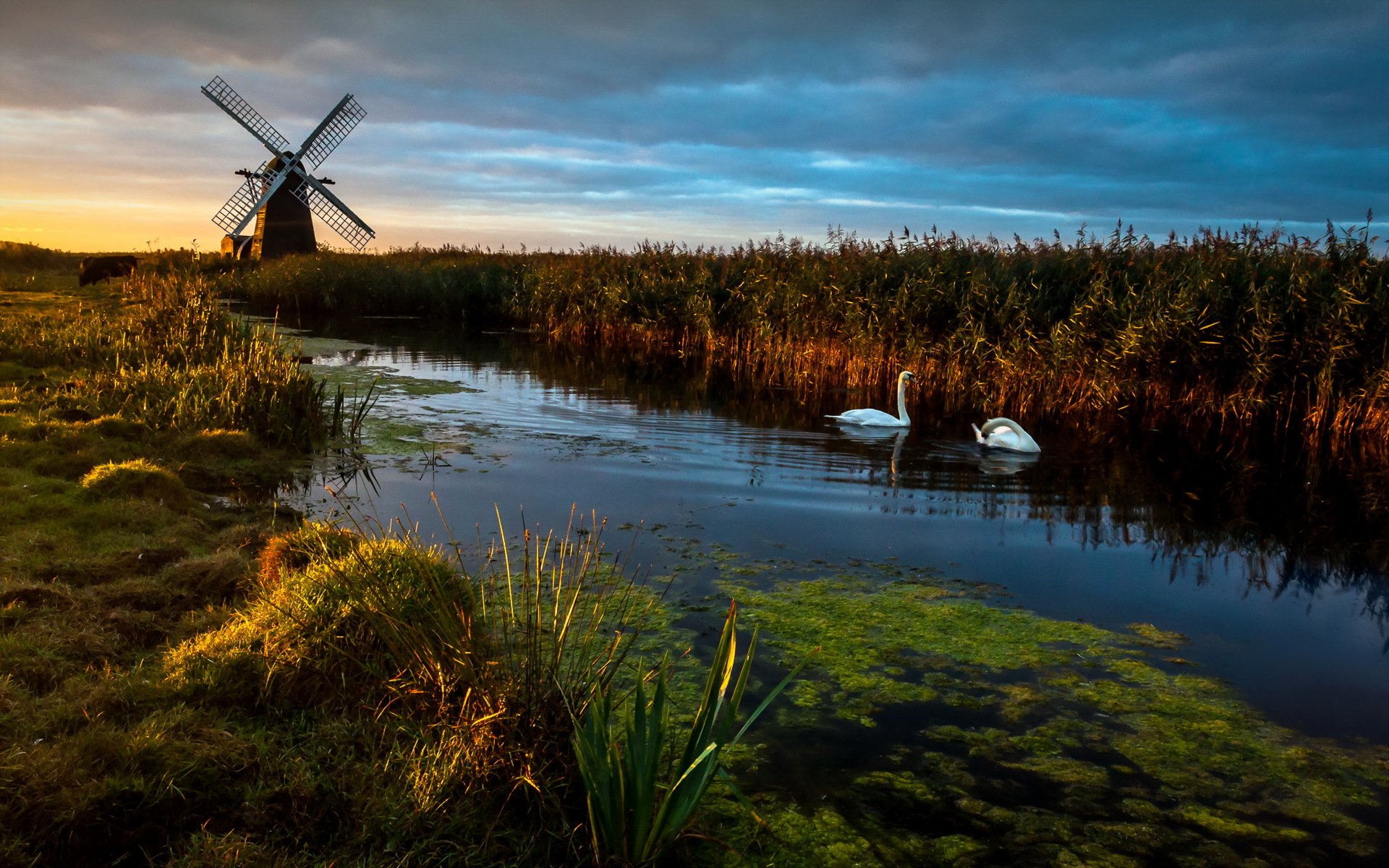 herringfleet amanecer bomba de viento molino de viento cisnes paisaje reflexiones