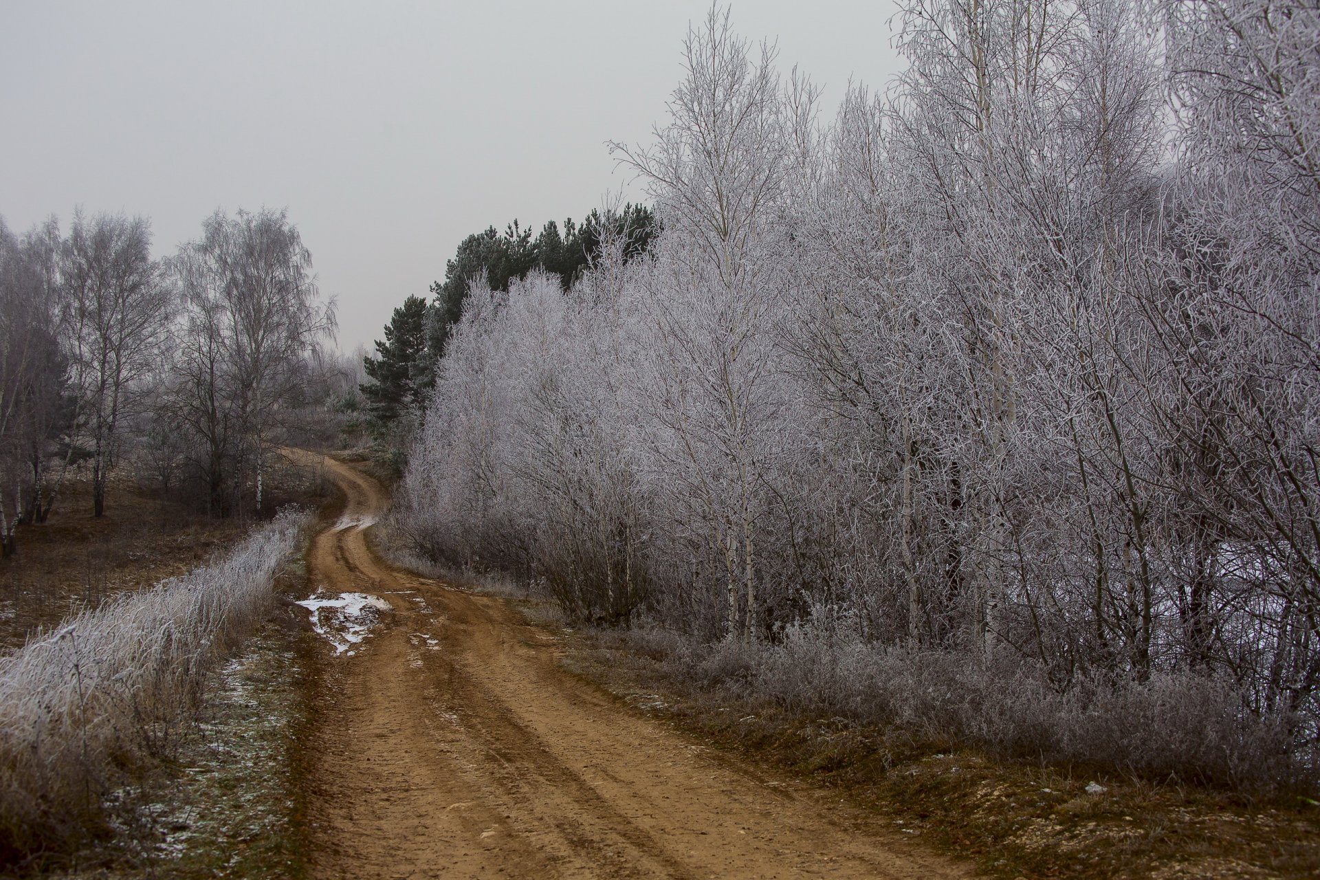 strada alberi natura autunno gelo