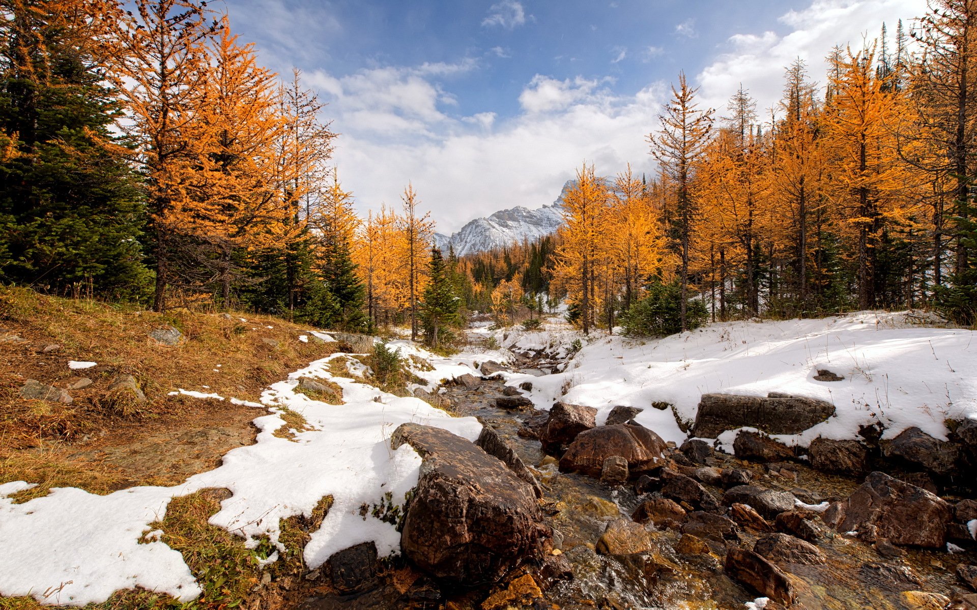 modrzew dolina canadian rockies park narodowy banff rzeka