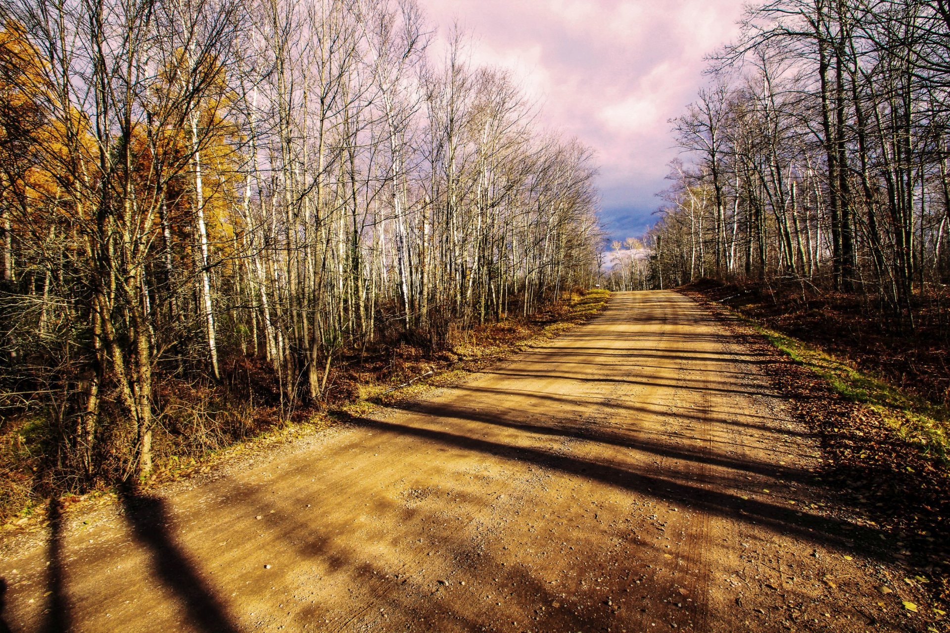 road forest autumn nature landscape